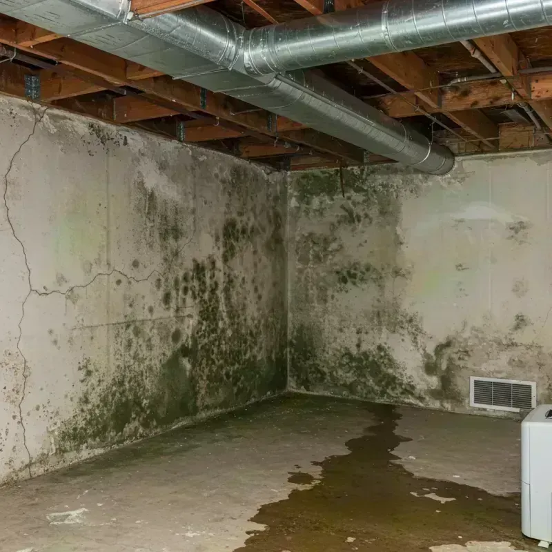 Professional Mold Removal in Hartford, IL